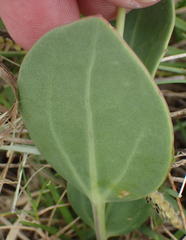 Senecio ruwenzoriensis