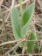 Senecio ruwenzoriensis