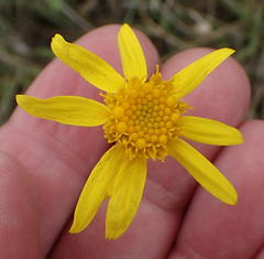Senecio ruwenzoriensis