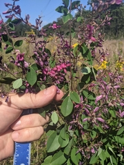 Lespedeza thunbergii