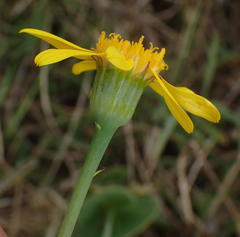 Senecio ruwenzoriensis