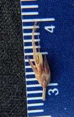 Lespedeza thunbergii