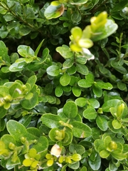 Buxus sempervirens