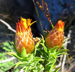 Oedera speciosa