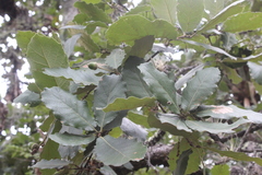 Quercus obtusata
