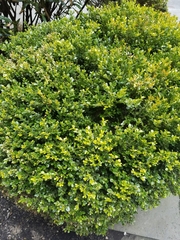 Buxus sempervirens