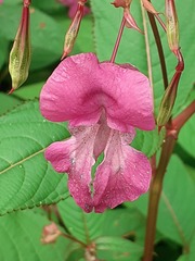 Impatiens glandulifera