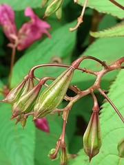 Impatiens glandulifera