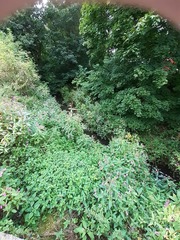 Impatiens glandulifera