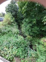 Impatiens glandulifera