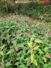 Impatiens glandulifera