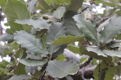 Quercus obtusata