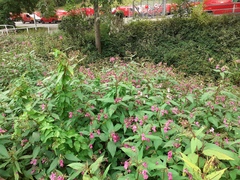 Impatiens glandulifera