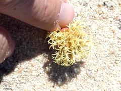 Crassula pyramidalis