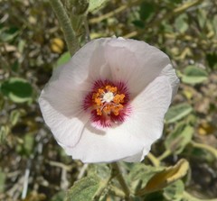 Hibiscus denudatus