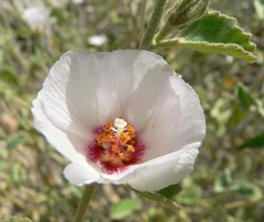 Hibiscus denudatus