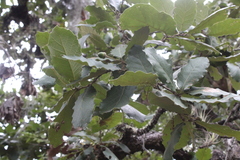 Quercus obtusata