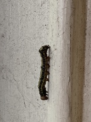 Phryganidia californica