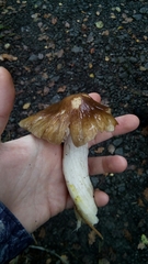 Cortinarius mucifluoides