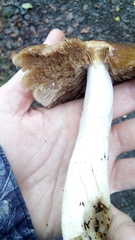 Cortinarius mucifluoides