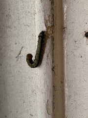 Phryganidia californica