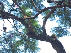 Myiopsitta monachus