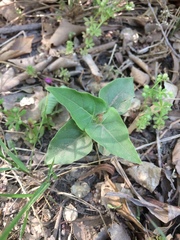 Mirabilis jalapa