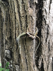 Anolis sagrei