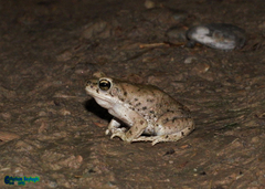 Duttaphrynus olivaceus