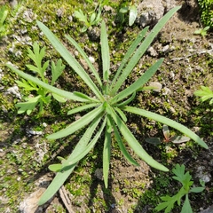 Plantago arenaria