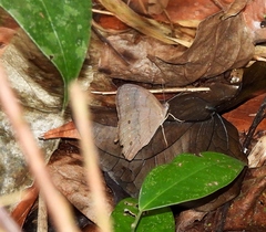 Pseudodebis valentina