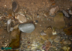 Duttaphrynus olivaceus