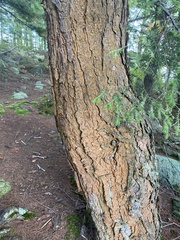 Trentepohlia umbrina