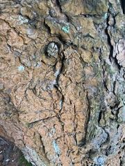 Trentepohlia umbrina