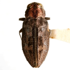 Chrysobothris cuprascens