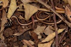 Psammophis angolensis