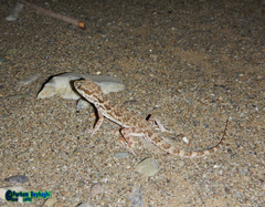 Bunopus tuberculatus