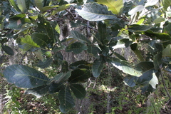 Quercus liebmannii