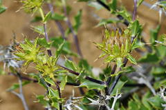 Berkheya spinosa