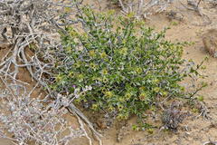 Berkheya spinosa