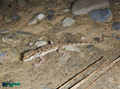 Bunopus tuberculatus