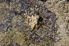 Scutellastra longicosta