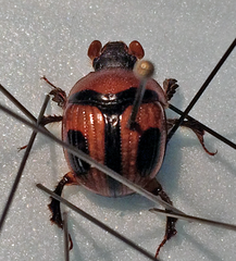 Bolbocerosoma confusum