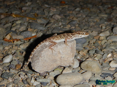 Bunopus tuberculatus