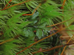 Hymenophyllum wilsonii