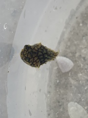 Chilomycterus antillarum