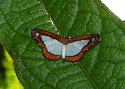 Nymphidium acherois