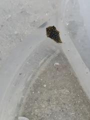 Chilomycterus antillarum