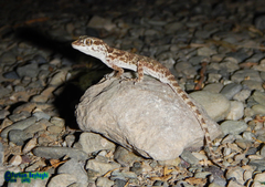 Bunopus tuberculatus