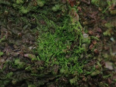 Microlejeunea ulicina